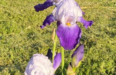 Villa Faro Provence Var - Foto 62