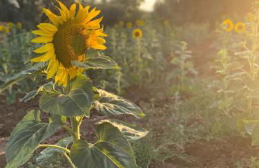dalla campagna al mare - Foto 22
