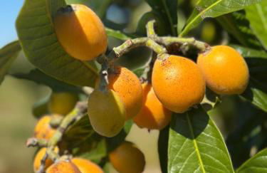 Quinta Rural em Coruche com piscina privativa - Foto 24