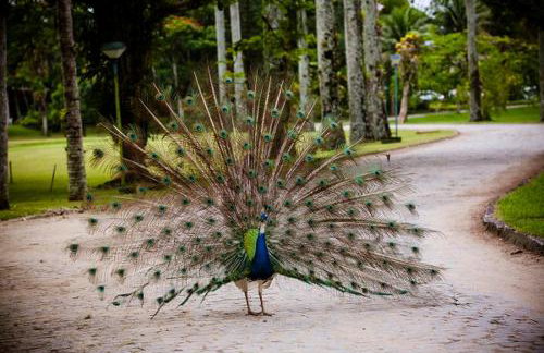 Flat Privativo Reserva do Mar - Foto 79