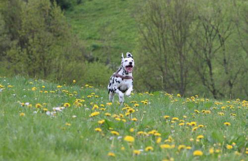Ferienwohnung auf der Hilkenhöhe - Foto 18