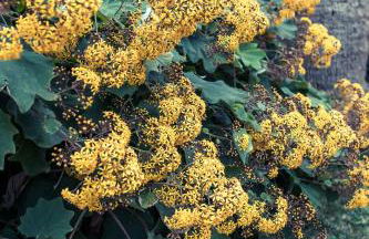 Finca Cas Sant - Foto 53