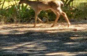 La Dolce Villa Pond Retreat in Yosemite - Foto 35