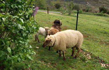 Gîtes des Deux Vallées La Borieta du Causse - Rocamadour - Foto 19