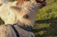 The Samphire Cottage - Foto 29