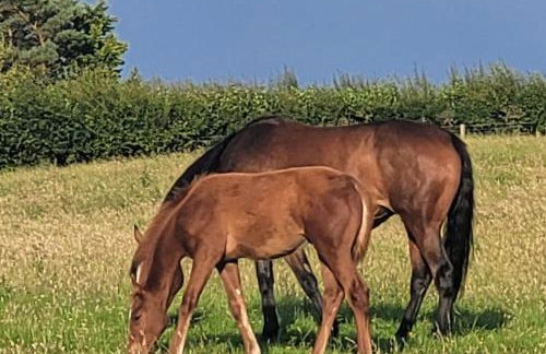 Tarnside Cottages - Foto 22