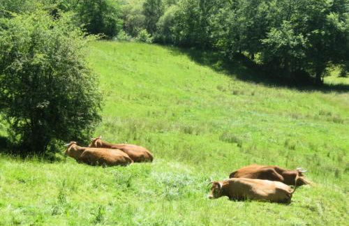 Gîte de France à Lissac sur Couze 3 épis - Gîte de France 4 personnes MAE-6524 - Foto 48