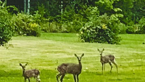 Rabus GIANT Yard and Parking Nature Shopping - Foto 4