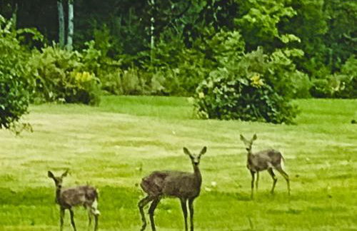 Rabus GIANT Yard and Parking Nature Shopping - Foto 4