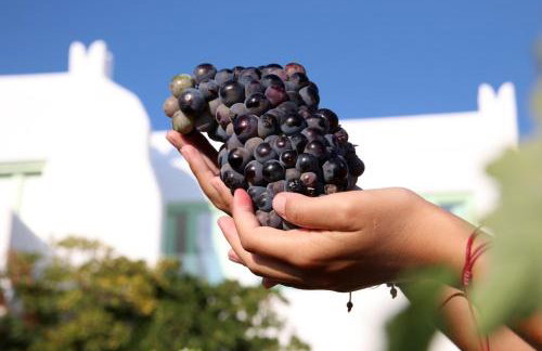 Vino suites - Foto 35