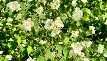 Villa Madeleine - Foto 4, Garden