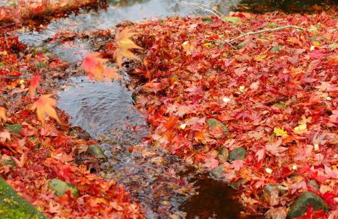 Fun holiday lodges in historic walled garden near Falkirk, Heart of Scotland Holidays - Foto 44