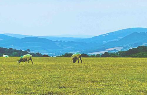 Hilly Haven & Luxury Wagon in the Forest of Dean - Foto 45