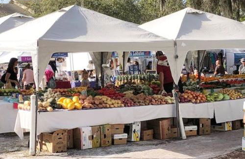 Overlooking Downtown Dunedin Two Bedroom apartment NO KIDS, NO PETS - Foto 31