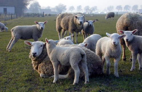 Haus Wattenblick OG - Foto 7