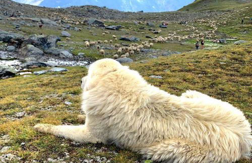 Arc 1950 Manoir Savoie Skis aux pieds - Photo 28