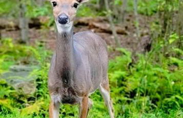 Winter Hideaway - Sled Hill, Hot Tub, Fireplace, Game Room - Foto 76