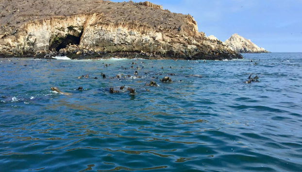 Leoni marini alle Isole Palomino