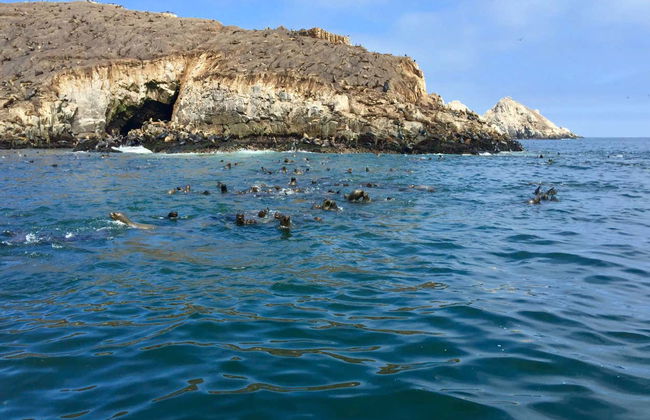 Giro in motoscafo alle Isole Palomino + Bagno con i leoni marini - Foto 4