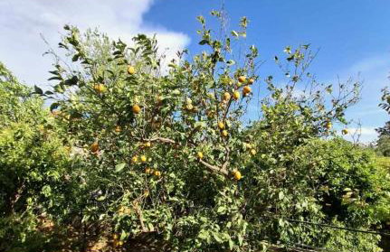 Lemon Tree cozy apartments - 1 - Foto 30