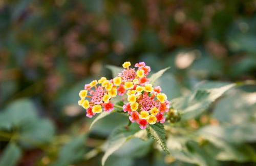 Casuzza Duci duci - Foto 52