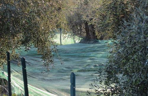 Ligurisches Rustico, umgeben von Olivenhainen am Dorfrand - Foto 27