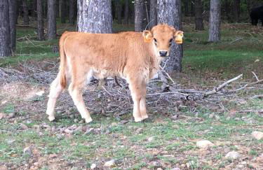 La Cabaña - Foto 42