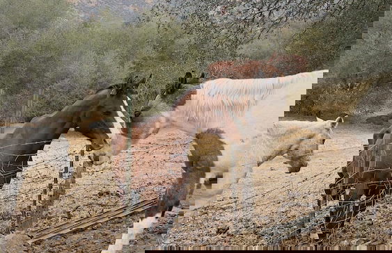 Off-grid 1-bed Cabin in Yokuts Valley - Foto 7