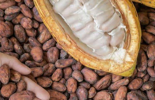 Puerto Inca Chocolate Workshop - Foto 1