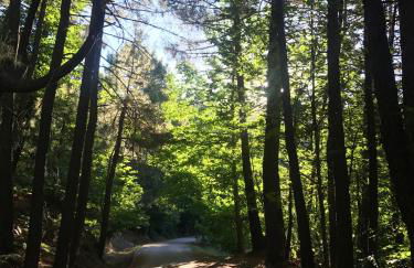 EL LLANO - El Hornillo, tu pueblo en la Sierra de Gredos. - Photo 52