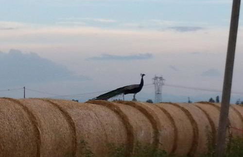 Agriturismo La Fattoria Del Boschetto - Photo 38