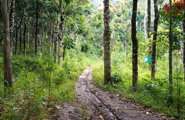 OYO Homes 91006 Eco Tourism Desa Cibodas Areng 5 Syariah - Photo 34