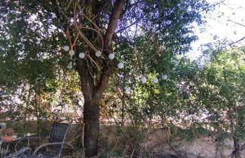 STONE of KAMARIZA - Foto 62