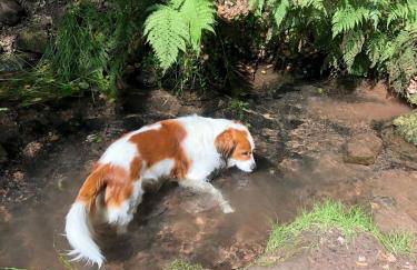 Die grüne Bleibe im Pfälzer Wald - Foto 18