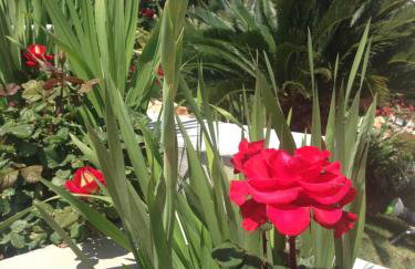 Palmira Apartments - Foto 62