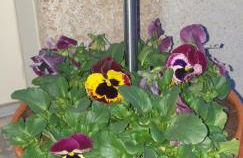 Chez Émile maison d'hotes 2 chambres avec jardin privé - Foto 37