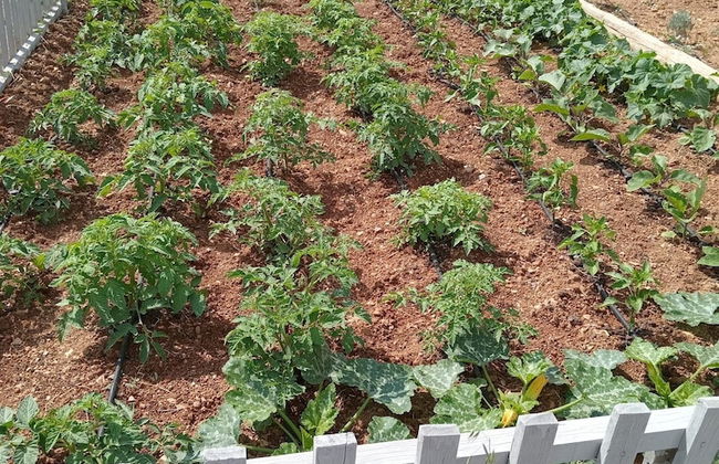 Zeus kır evi - Photo 18