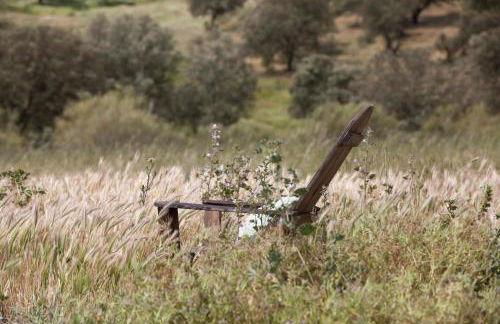 Herdade das Pintas - Foto 29