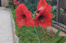 Casa De Grazia - Foto 3