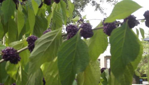 Ferienwohnung Seifert - Foto 3