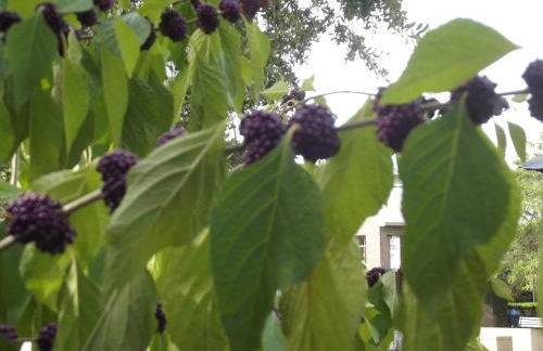 Ferienwohnung Seifert - Foto 3