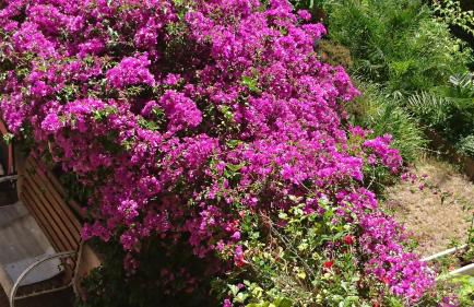 APT 65 M2 DANS VILLA AVEC PISCINE BANYULS SUR MER - Foto 6