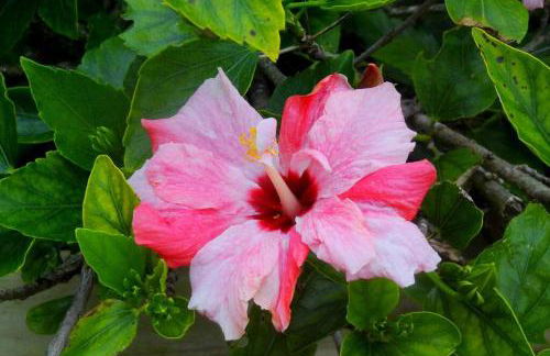 JoaquinaHouse Paraíso exclusivo, acesso a praia - Foto 47