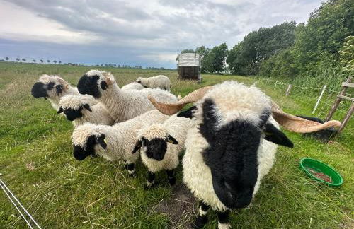 Ferienhof HaaBo - Foto 9