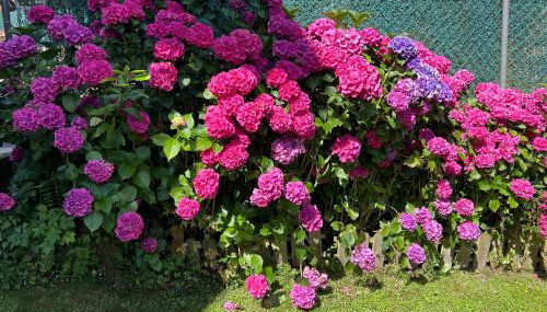 Casa Cerezal - Foto 5, Garden