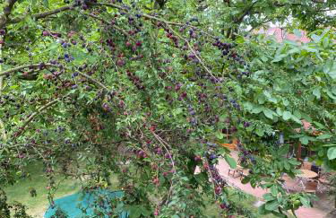 Ferienhof Trapp Heuhotel - Foto 111