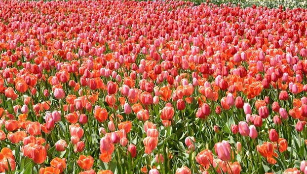 Admiraremos los hermosos campos de tulipanes