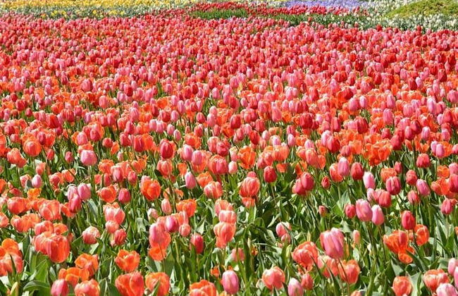 Tour del Floriade, el festival floral de Canberra - Foto 4