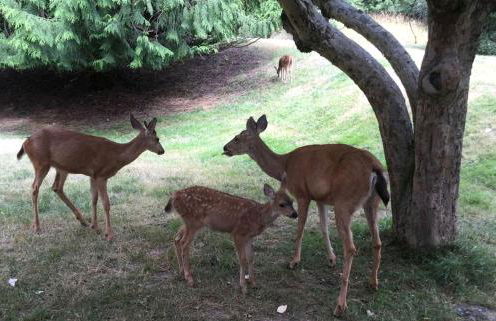 Amazing Sunrise at Coastal Luxury Cabin Rental on Herron Island with Fire Pit and Paddle Boarding near Olympia, Washington - Foto 28