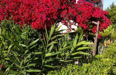 Cannes plage - avec terrasse, vue, mer, piscine, plage, garage - Foto 14